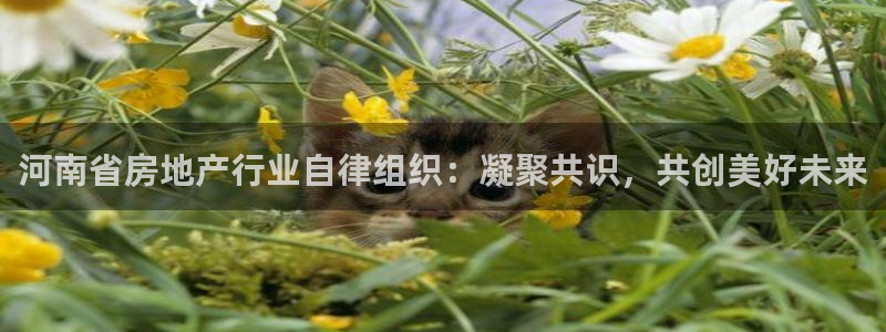 新宝5得74OOO5：河南省房地产行业自律组织：凝聚共识，共