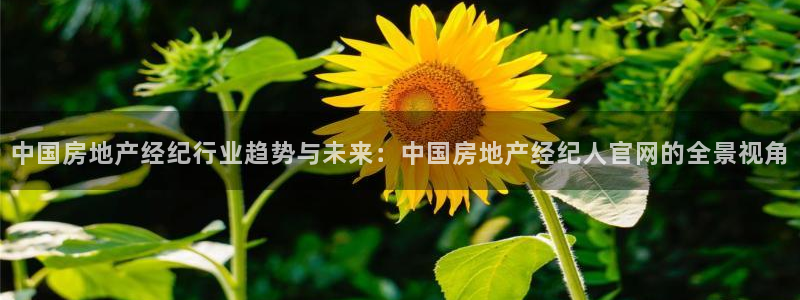 p5r新宝魔：中国房地产经纪行业趋势与未来：中国房地产经纪人