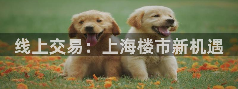 新宝5公司：线上交易：上海楼市新机遇