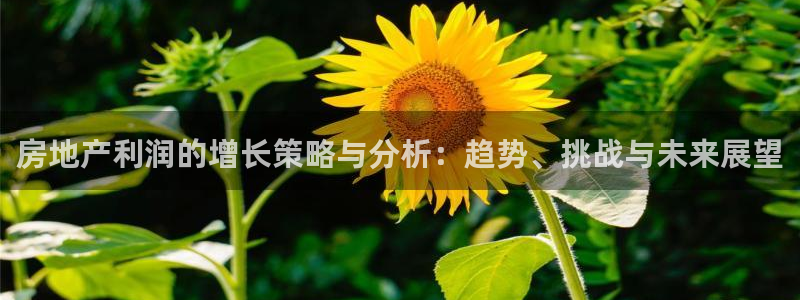 新宝5是什么：房地产利润的增长策略与分析：趋势、挑战与未来展